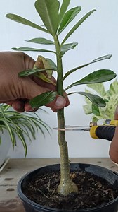 54K views · 270 reactions | Adenium plant propagation in simple Way  #adenium #gardening #garden #plants #reels #trendingreels #trendingreelsvideo #facebookviral #facebookreelsviral #facebookreel #trendingreel #viralreels | Gardening Ideas | Facebook