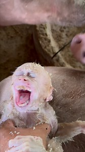 18K views · 80 reactions | The little baby was kicked by a pig, causing it to scream and cry and be so scared that it stole the pig's food, causing the pig to kick the door open and enter the food. The pig cried in pain. | Family BiBi | Facebook