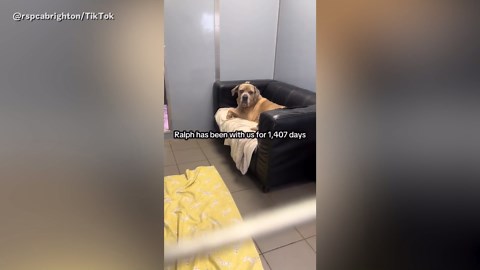 Dog Still Waiting For Home After 1,407 Days In Shelter