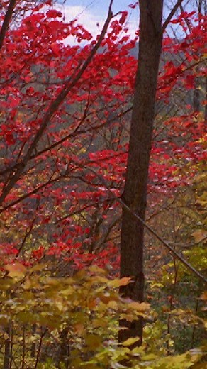 3.3K views · 1K reactions | “Autumn is a second spring when every leaf is a flower” — Albert Camus. Happy Autumn Equinox ❤️李 | Fantastic Fungi | Facebook