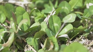 Verify: How Rare Are Four-Leaf Clovers?