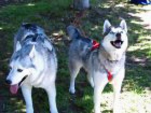 Boston Snow Dogs Take to Houghton's Pond in Milton