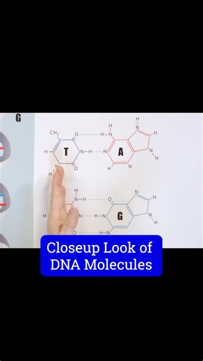 How Weak Bonds Build Strong DNA