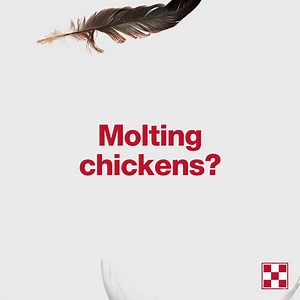 63 reactions · 35 shares | Most laying hens go through a molt in the fall, starting around 18 months of age. They lay fewer eggs, lose their feathers and grow in new feathers. Prepare for molt with Purina® Flock Raiser®. Flock Raiser® has added protein to support feather regrowth and hen health during molt. Once hens start laying eggs again, transition back to a Purina® complete layer feed. #FeedGreatness | Purina Flock | Facebook
