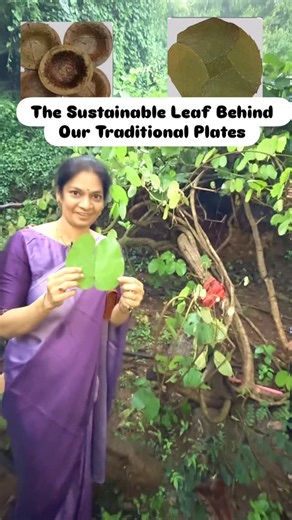 Madhavi Guttikonda on Instagram: "Here’s the amazing Adaku or Vistaraku plant — the very vine whose leaves are traditionally used to make eco-friendly leaf plates 🌿. These beautiful green plates have been part of our culture since ancient times — a perfect example of sustainable living long before “zero waste” became a trend. Unlike plastic or paper plates, these natural leaf plates return safely to the earth without causing harm. They’re durable, chemical-free, and completely biodegradable — a