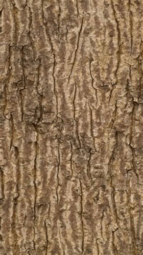 clip-4183163355-vertical-zoom-on-brown-cracked-tree-trunk