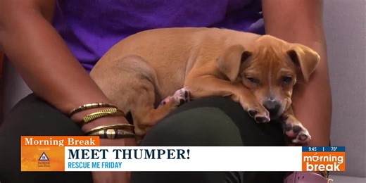 Rescue Me Friday: Meet Thumper