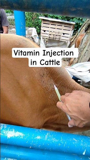 Vitamin Injection in Cattle | Veterinary Practice
