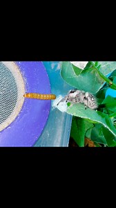 What a pounce! This is an old video I found she’s sadly passed but the jumping spiders you see me post about are her babies! #jumpingspiders | Jumping spider & Moth life