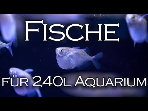 6 fish species for your 240-liter aquarium - Fish introduction | Aquado-Zoo Dortmund