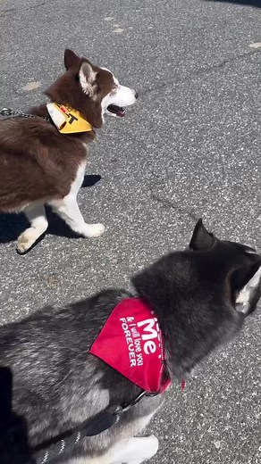 We went to show off our adoptable foster dogs at the Citrus Festival! Dash and Sonic were super excited as they both love oranges. We had to of course stop by @maddysdogtreatsllc to get some yummy treats. They met so many new friends! Sadly, neither got adopted today but it is always fun to show them off. Forever families are out there for Dash and Sonic. Please share! They would love forever homes! #citrusfestival #adopt #adoptdontshop❤️ #fosterdog #riverside #sheltersurvior #sonic #dash #start