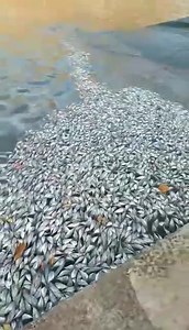 [INFOS] #environnement Des milliers de poissons morts ont été retrouvés sur la plage de Vaipaee, à Ua Huka aux Marquises. Selon les scientifiques, la forte chaleur de ces derniers jours serait en cause. La mer ne se renouvelle pas, les poissons manquent alors d'oxygène et meurent asphyxiés. Notre article ▶️ https://la1ere.francetvinfo.fr/polynesie/tahiti/polynesie-francaise/ua-huka-des-milliers-de-poissons-asphyxies-a-cause-du-rechauffement-climatique-1453154.html | Polynésie la 1ère
