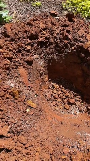 Part4 Planting a shrub the Artful Rodger way! #planting #plantingplants #diggingahole #spirea #shrubplanting #artfulrodger | Endtable | Facebook