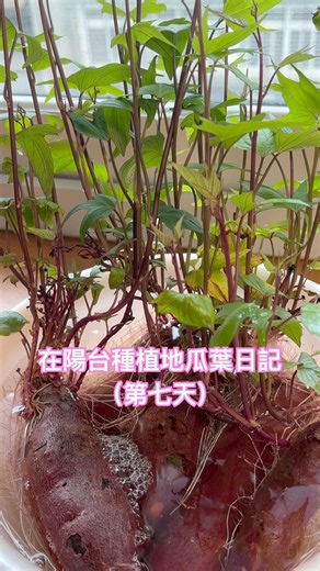 在陽台種植地瓜葉日記（第七天）種植目標：採收後打地瓜葉蔬果汁🍹。「法蘭茲家庭美食」