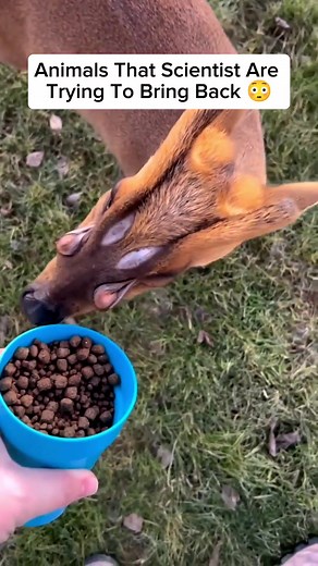 Reviving Extinct Animals: Scientists' Bold Efforts