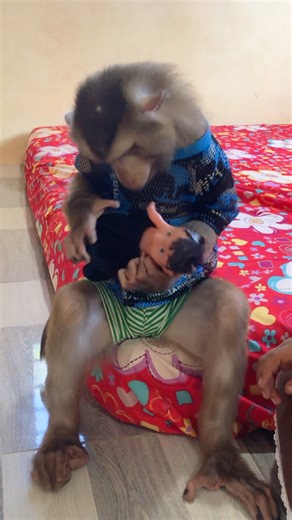 44K views · 899 reactions | Smart Jason Stunning Curious To Be A Dad For Baby | Monkey Jason | Facebook