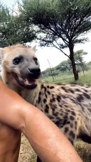 Spotted Hyenas ❤️🤗 | hyenas