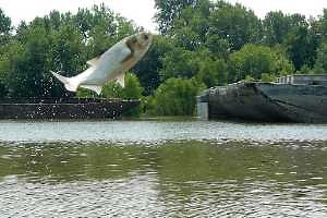 Alien language: What’s in a (species) name?