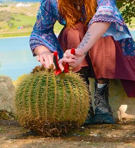 258K views · 339 reactions | See How to Cook Wild Cactus into a Tasty Dish  | Wood Mood | Facebook