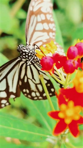 オススメ生物園🦋💐🦋#アゲハ蝶 #バタフライ #蝶々 #春の訪れ #観察