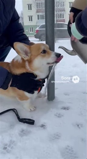 17 января 2026 г.