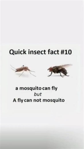 Mental is in hospital and vice versa 😁😁😁#funny #meme #mosquito #collegelifememes #shorts #shortvideo
