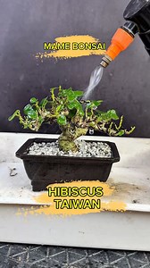 337 reactions · 19 shares | RESOIL INTO FINER SUBSTRATE, Mame bonsai is a style of bonsai that focuses on creating miniature trees that are typically no taller than 10-15 cm (4-6 inches). #bonsai | Romeo Antipuesto Jr | Facebook