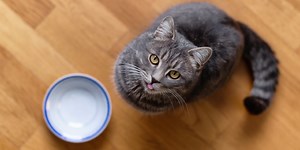 Que donner à manger à mon chat quand je n'ai plus de nourriture pour chat : 5 solutions pratiques et saines