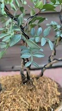 De plantón barato a bonsái espectacular en casa