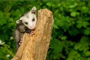 Can Possums Climb Trees Or Fences | Risk To Your Home?