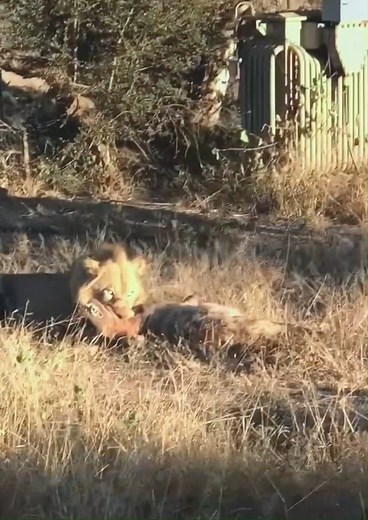 #wildanimals #animal #lion #hyena | Animal World