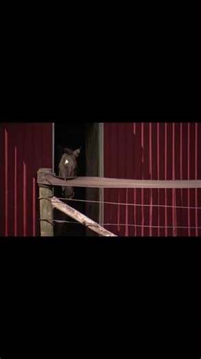 Kitsap County postpones rule changes for equine community