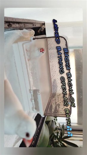 midnight. orion on Instagram: "Bacha Bacha on ♨️Mixed bathing open-air bath 💦💦 🕊️Piccolo-chan💝 and 🕊️Jerry-chan💕 🕊️Piccolo-chanが貸切でバチャバチャ💦 しているので、🕊️Jerry-chanは🕊️Piccolo-chanが出るまで待っていますね🤗 🕊️Piccolo-chanが出たので、🕊️Jerry-chan が交代でバチャバチャ💦 2羽共に換羽終盤に為りました🪶🪶 #javasparrowsparadise⭐ #livingwith22javasparrows🪄 #bachabachaon♨️mixedbathingopenairbath💦💦 #🕊️piccolo💝and🕊️Jerry💕 #kushimoto🇯🇵"