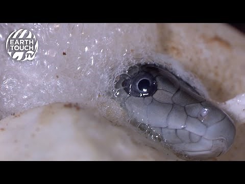 Baby black mambas take their first breaths