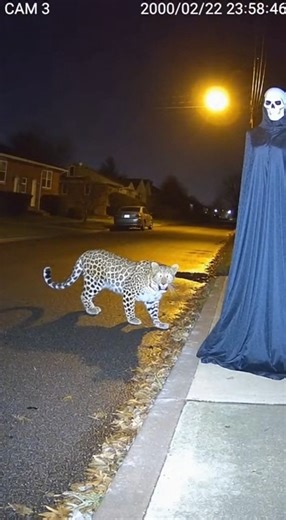 One sudden flash… and pure chaos on a silent street. #Leopard #CCTVFootage #WildlifeEncounter #ScaryStatue #RealisticVideo #AnimalReaction | Unexpected Night Clips