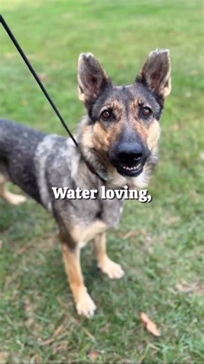Meet Cali 🩷 At 3 years old and 69 pounds, Cali is a gorgeous German Shepherd with a heart as big as her smile. She’s the kind of dog who loves nothing more than being close to her person — your shadow, your snuggle buddy, your best friend. 🐾 Cali is both smart and silly — she’s eager to learn new things, loves to play, and lights up with joy around water. A little splash in a baby pool? That’s her kind of fun! 💙 💙 Learn more about adopting at HomeForGoodDogs.org #AdoptDontShop #HomeForGoodDo