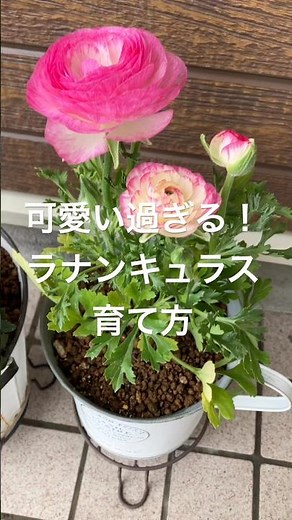 Too cute! How to raise Ranunculus