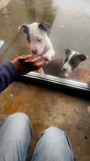 Pitbull Puppy Pals | Maths Tricks