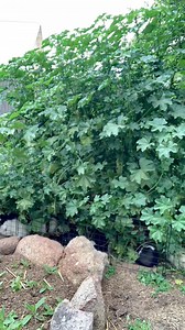 80 Guinea pigs VS giant weed | Cid Dwyer