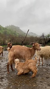 362K views · 15K reactions | Listen to the sounds of life on a rainy day in the village of Brdanga in #Sulaimani’s Ranya district, March 2021. #Kurdistan #spring #nature Video submitted by Sherko Allayi | Rudaw English | Facebook