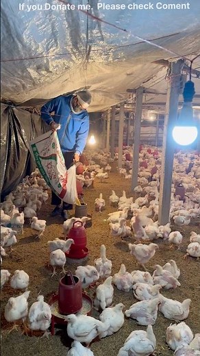 🔥How I Raise Broiler Chickens 🐥Complete Broiler Farming Guide #shorts #chicken #farming #poultry