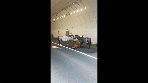 Horses block road in China to protect collapsed foal in heartbreaking scene