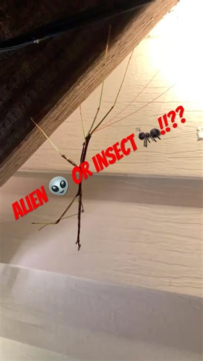 😱 I Thought It Was a STICK… Until It Moved! 🐛😂 #shorts