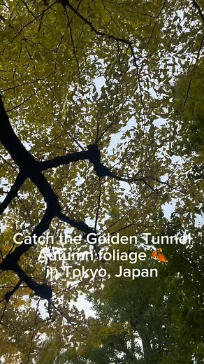146 ginkgo trees that create a spectacular "golden tunnel" of yellow leaves in autumn #fall #autumncolors #autumnleaves #tokyotravel #gingkoleaves | Benji Santos