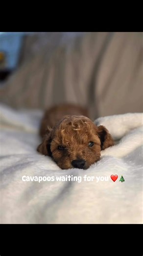 Love me like you do 💕🐾 Cavapoo male females available now! Toy poodles ready too! What are you waiting for? #Cavapoo #CavapooPuppies #ToyPoodle #AvailableNow #OregonPuppies #PuppyLove #DoodleLife #SmallBreedPuppies #PuppyForSale #DogsofOregon #BreederLife #FureverFamily | Oregon Poodle Oodle Doodles