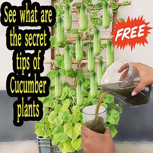 152K views · 1.8K reactions | See what are the secret tips of Cucumber plants, Cucumber plant care | Rana Craft | Facebook