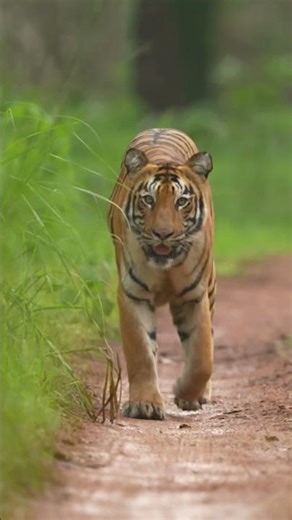 Explore Ranthambore National Park – India’s Ultimate Luxury Tiger Safari