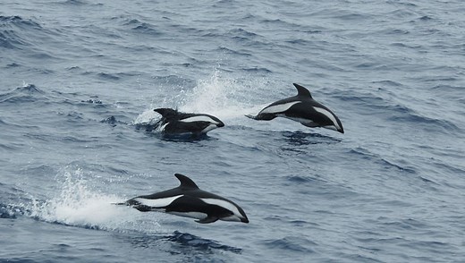 Meet The Hourglass Dolphin: Small, Speedy, And Super Elusive