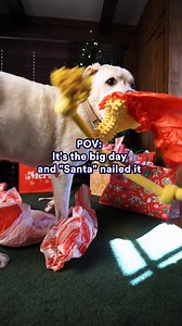 Final countdown is on ⏰🎄🎅✨💫 | Petco