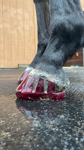 3.2K views · 128 reactions | Ruby Red shoes just in time for Christmas!  #easycare #easyshoes #easyshoe #versagripocto #versagrip #octo #compositehorseshoes #horseshoes #rubyred #redshoes #christmasshoes #christmas #christmastime #festive #festiveseason #festivewear #holiday #holidayspirit #hoof #hoofcare #naturalhoofcare #horsereels #horselove #newshoes #horsesofinstagram #ottb | EasyCare Inc. Protective Hoofwear | Facebook